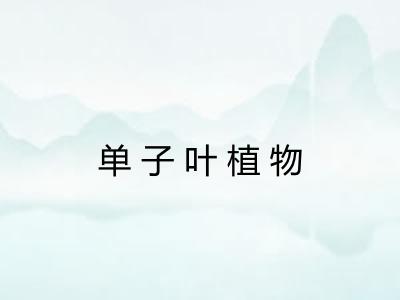 单子叶植物 单子叶植物
